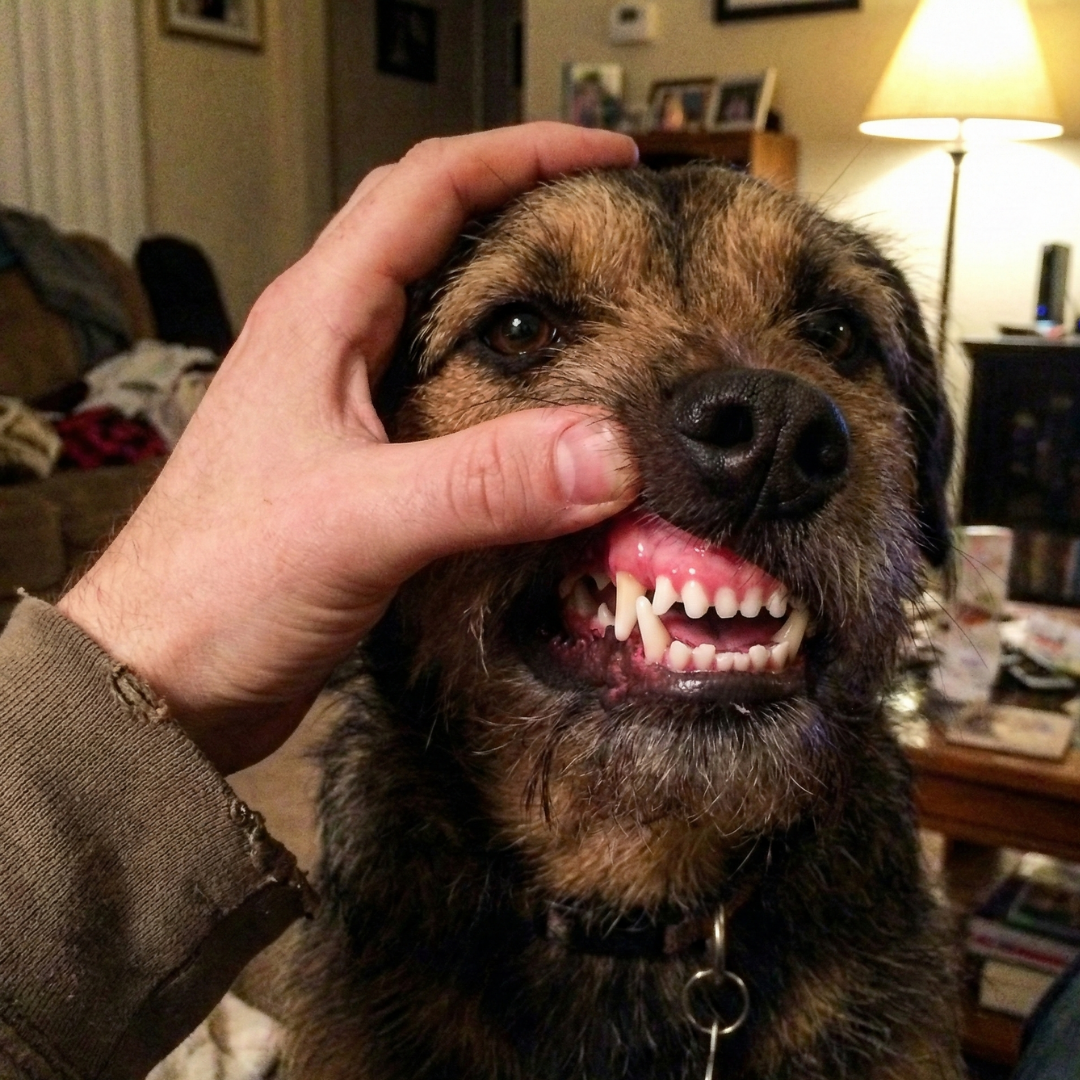 Terrier showing clean teeth